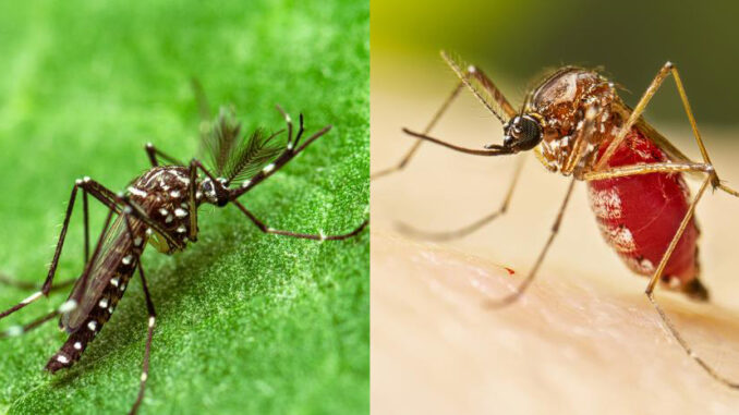 Aedes aegypti before and after feeding Two close up photos of Aedes aegypti mosquito, the one of the left with a thin dark abdomen before feeding, and the one on the right with an engorged, reddish abdomen after feeding