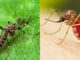 Two close up photos of Aedes aegypti mosquito, the one of the left with a thin dark abdomen before feeding, and the one on the right with an engorged, reddish abdomen after feeding
