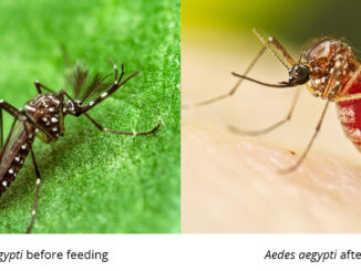 Two close up photos of Aedes aegypti mosquito, the one of the left with a thin dark abdomen before feeding, and the one on the right with an engorged, reddish abdomen after feeding