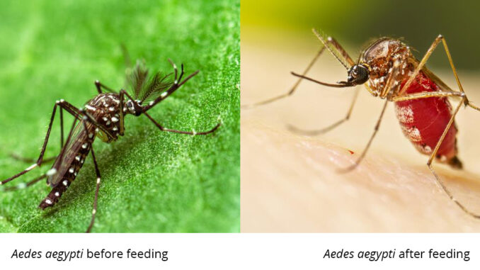 Aedes aegypti before and after feeding Two close up photos of Aedes aegypti mosquito, the one of the left with a thin dark abdomen before feeding, and the one on the right with an engorged, reddish abdomen after feeding