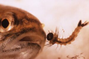 Mosquito fish preparing to ingest a mosquito larva