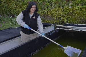 Vesna Smith using a net to scoop stagnant water