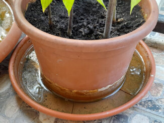 Flower pot base with water