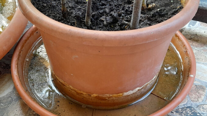 Flower pot base with water Flower pot base with water