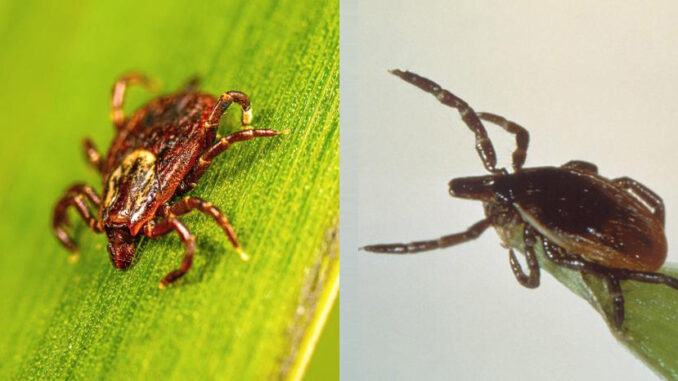 Ticks